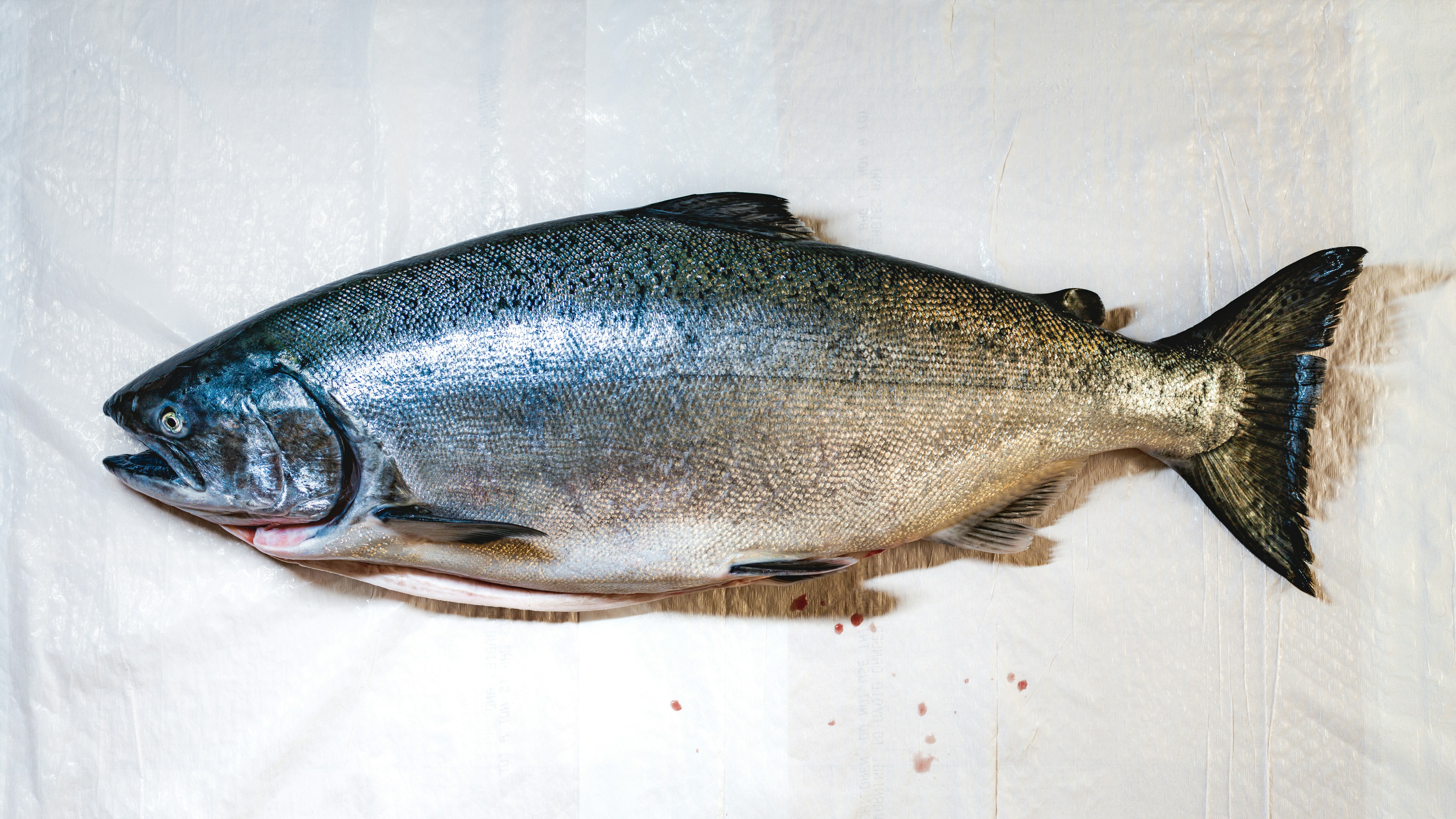 Fresh Bengal river fish for catering in Kolkata
